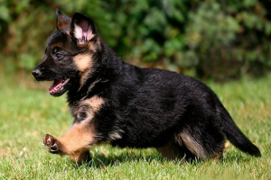 Kako imenovati boy shepherd: ocjena najboljih nadimka Kako imenovati boy shepherd: ocjena najboljih nadimka